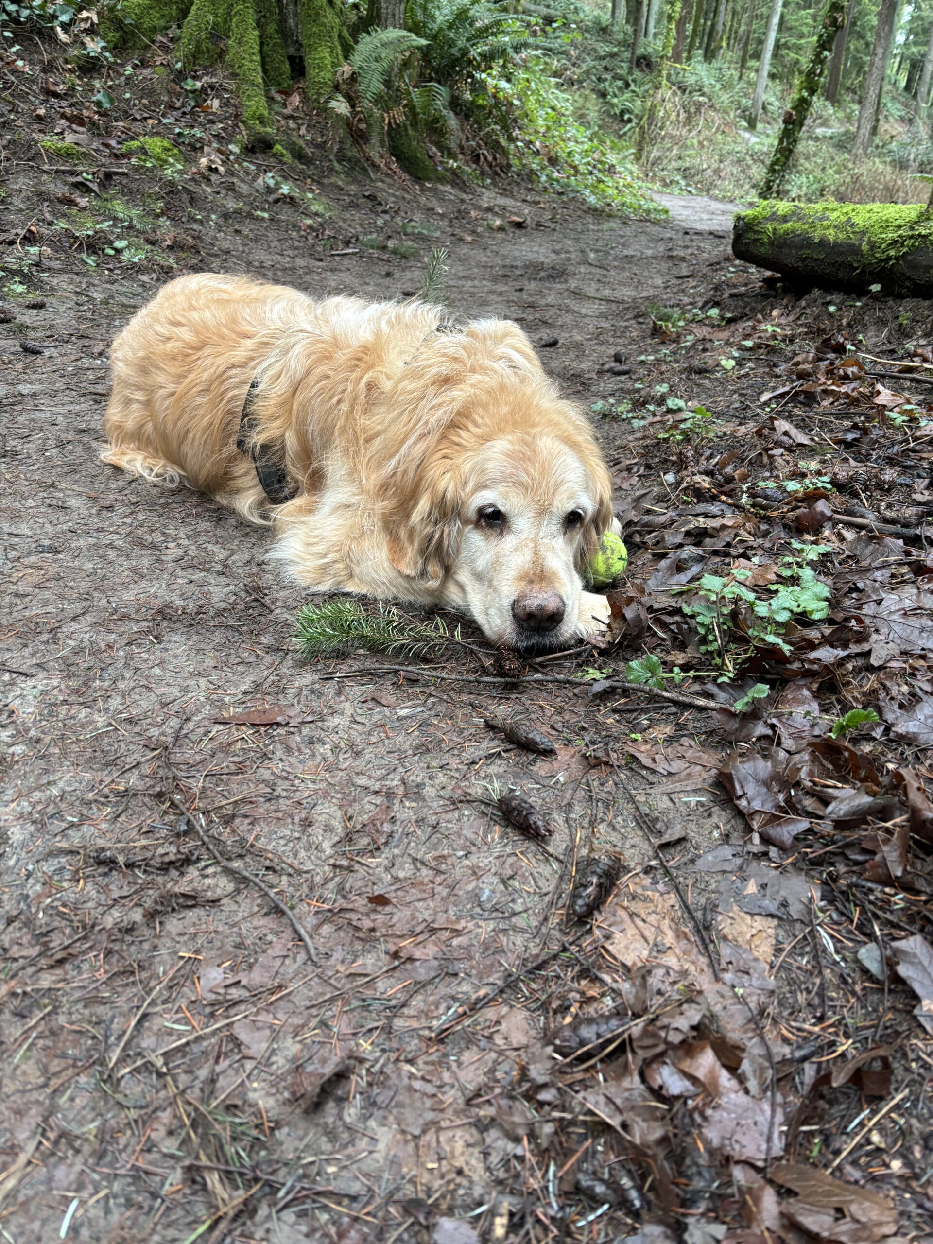 Our Super Trooper Canine Cancer Patient