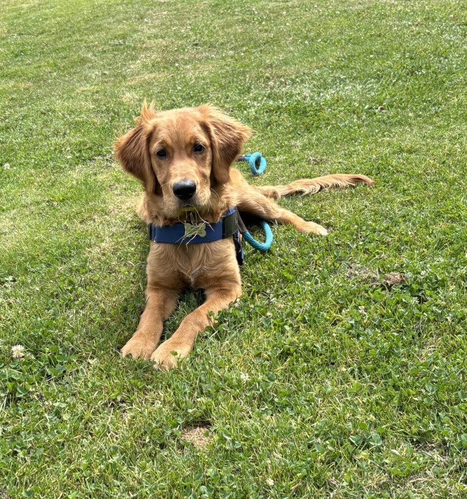 Golden retriever River