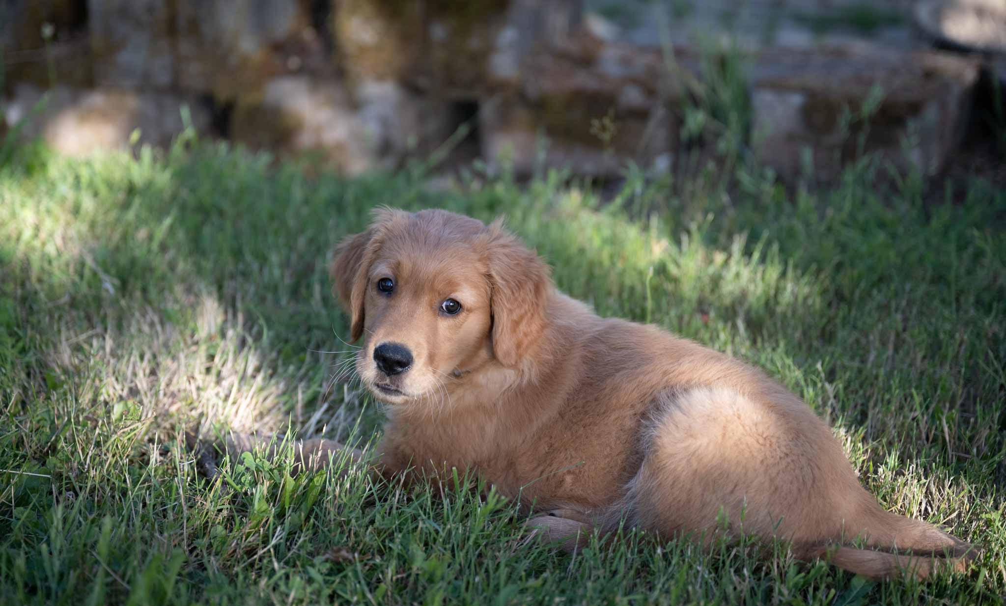 A Puppy Mom's Diary