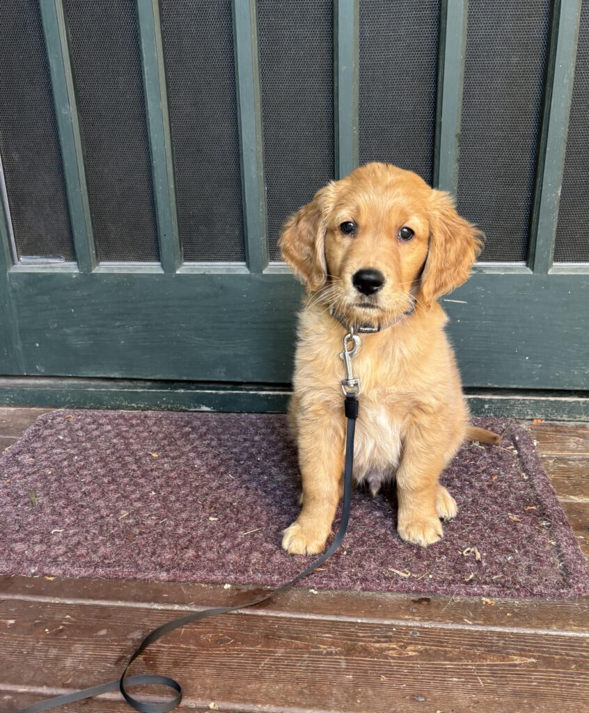 A puppy diary